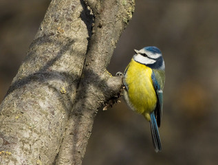 Fototapeta premium Blue tit on the branch