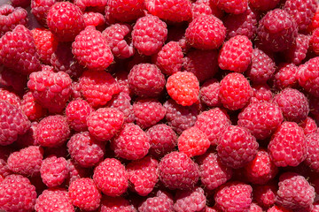 Lots of ripe red raspberries background