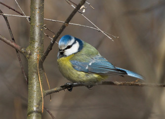 Blue tit on the branch