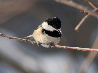 Coal tit on the branch