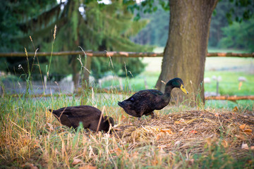 Black Male Indian Runner Ducks