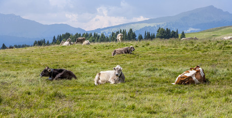Fototapeta na wymiar cows grazing at the meadow at Rolle Pass