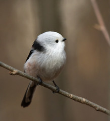 Long tailed tit on the branch