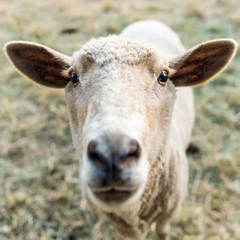 Curious sheep, funny domestic animal