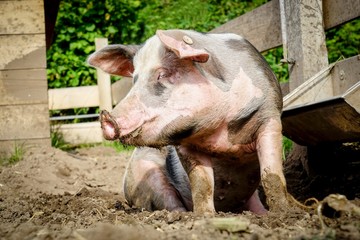 Outdoor Schweinehaltung, Sau sitzt im Dreck am Trog