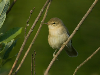 Willow Warbler on the branch