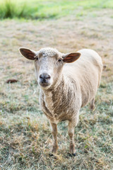 Obraz na płótnie Canvas Curious sheep, funny domestic animal