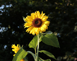 sonnenblume vor dunklem hintergrund