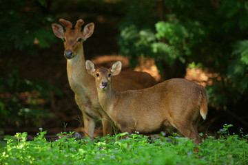 Deers