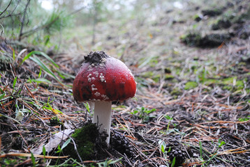 amanita 