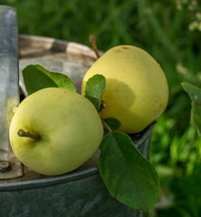 Two apples ripening white varieties in the garden