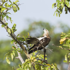 Brahminy kite in Pottuvil, Sri Lanka