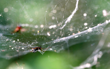 detail of spider over his net in outdoors