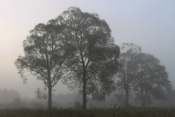 Obraz na płótnie Canvas Fog in woods