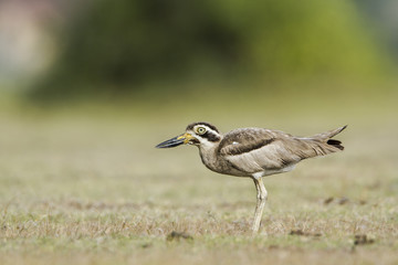 Obraz premium Great Thick-knee in Pottuvil, Sri Lanka