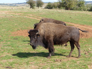Bisons d'Amérique