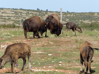 Bisons d'Amérique