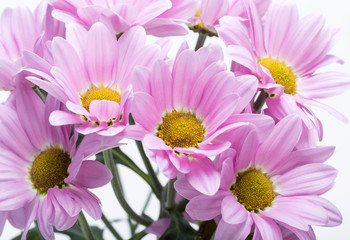 Close up of the pink chrysanthemum flowers