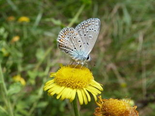 petit papillon bleu butineur