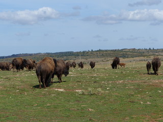 Bisons d'Amérique