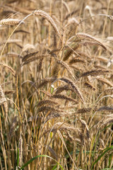 golden wheat in a farm field