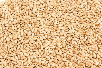 Raw, shelled sunflower seeds as background