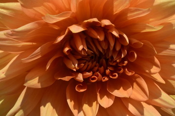 Orange Dahlienblüte