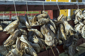 A group of dried cod heads on a fence in a fishing camp
