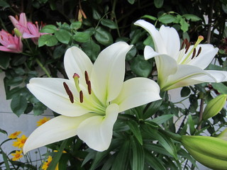 Lilien © KlausMJan