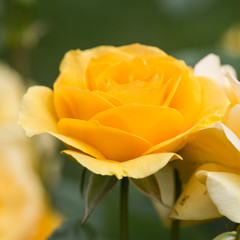 Yellow Rose on the Branch in the Garden