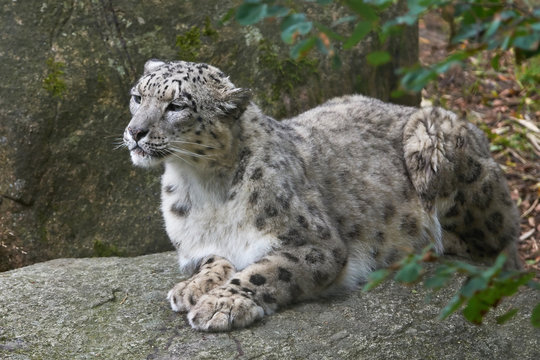 Snow Leopard (Panthera uncia)