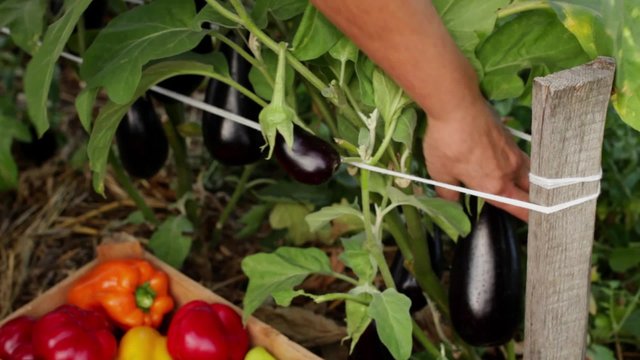 woman farmer harvesting pepper and eggplant. close up of hands and vegetables