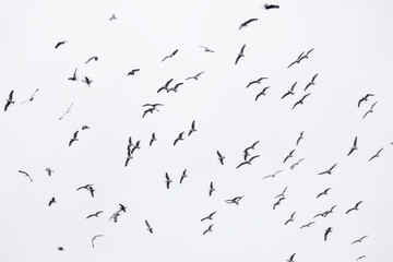 Flock Of Seagulls In Flight Filling Frame