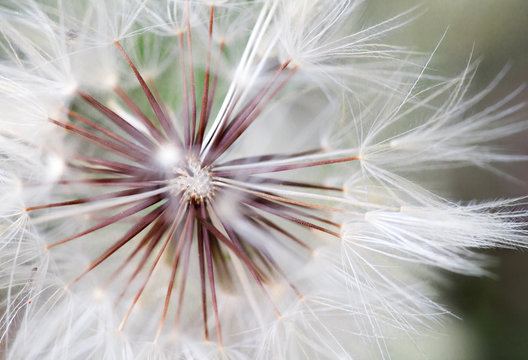 dandeion flower close up