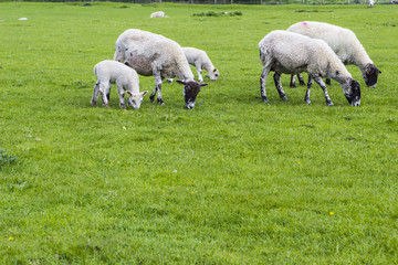 Flock of sheep on the meadow