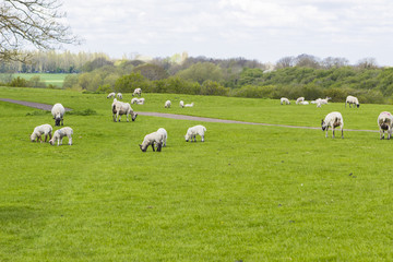 Obraz premium Flock of sheep on the meadow
