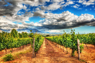 Fototapeta na wymiar South African vineyards