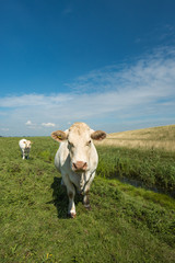 Fototapeta na wymiar Curiously looking white cow in a sunny meadow