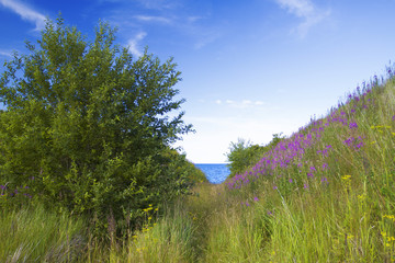 Baltic Sea in summer . beautiful scenery