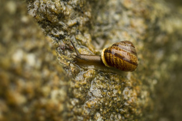 Small snai