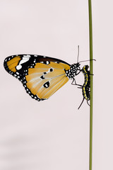 Butterfly - Stock Image