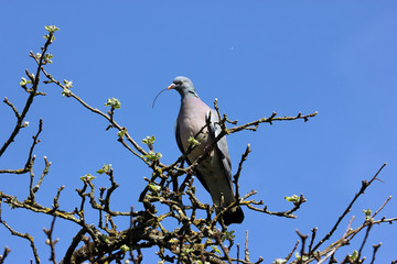 pigeon construisant son nid 