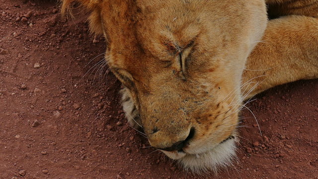 Lion is sleeping in savanna close up camera view. Safari. Africa. Tanzania. Serengeti Ngorongoro crater. Travel tourism adventure in wild nature.