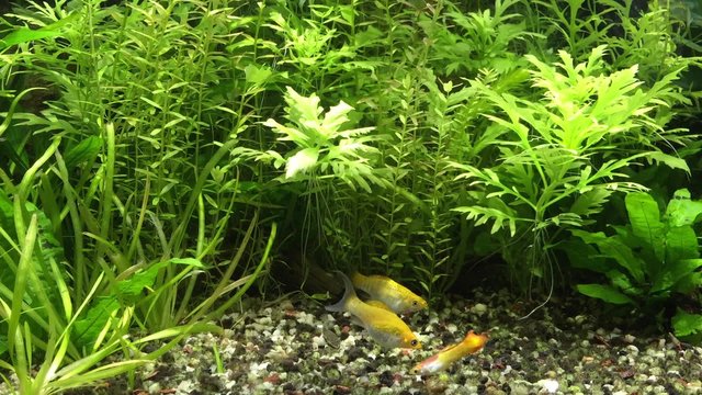 Feeding time in planted aquarium