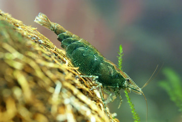 Caridina cf. babaulti