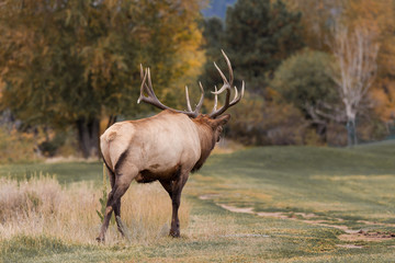 Naklejka na ściany i meble Bull elk Bugling in the Fall Rut