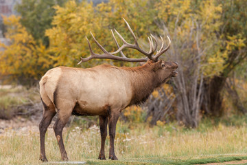 Naklejka na ściany i meble Bull elk Bugling in the Fall Rut