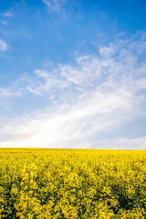 Fototapeta premium Yellow rapeseed field
