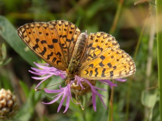 Butterfly on pink flower