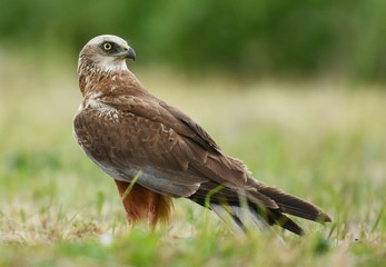 Marsh harrier